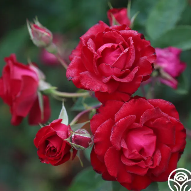Lady In Red™>Heirloom Roses New