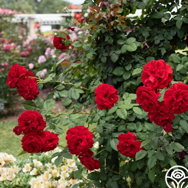 Lady In Red™>Heirloom Roses New