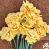 Lady Jane>Heirloom Roses Best