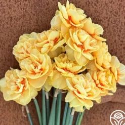 Lady Jane>Heirloom Roses Best