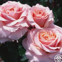 Lady Jane Grey™>Heirloom Roses Outlet