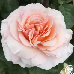 Lady Jane Grey™><noscript><img width=