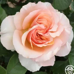 Lady Jane Grey™><noscript><img width=