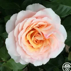 Lady Jane Grey™><noscript><img width=