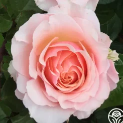 Lady Jane Grey™><noscript><img width=