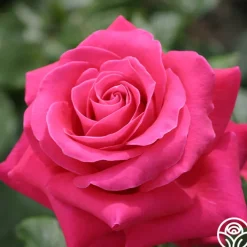 Lady Mitchell™>Heirloom Roses Hot