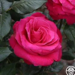 Lady Mitchell™>Heirloom Roses Hot