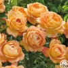 Lady Of Shalott>Heirloom Roses Best
