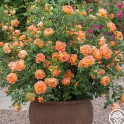 Lady Of Shalott><noscript><img width=