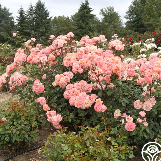 Lady Of The Mist™>Heirloom Roses Clearance