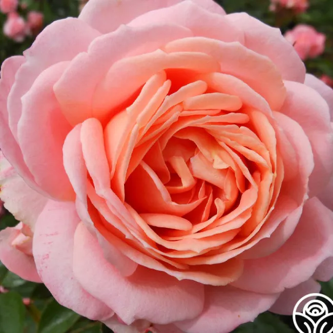 Lady Of The Mist™>Heirloom Roses Clearance