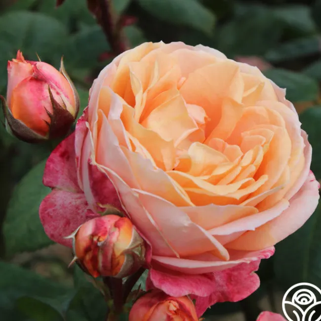 Lady Of The Mist™>Heirloom Roses Clearance