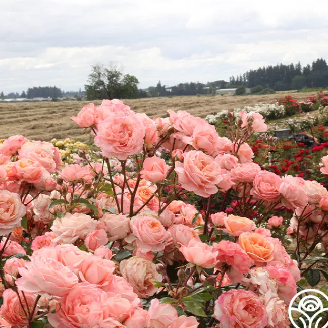 Lady Of The Mist™>Heirloom Roses Clearance