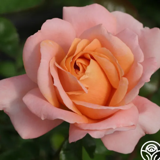Lady Of The Mist™>Heirloom Roses Clearance