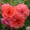 Lady Penelope>Heirloom Roses Discount