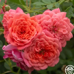 Lady Penelope>Heirloom Roses Discount