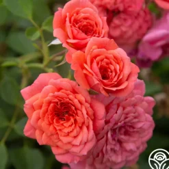 Lady Penelope>Heirloom Roses Discount