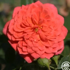 Lady Penelope><noscript><img width=