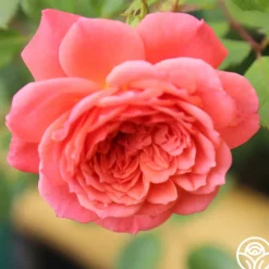Lady Penelope><noscript><img width=