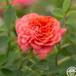 Lady Penelope><noscript><img width=