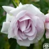 Lagerfeld>Heirloom Roses Hot