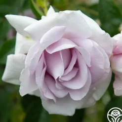 Lagerfeld>Heirloom Roses Hot