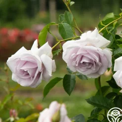 Lagerfeld>Heirloom Roses Hot