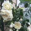Lamarque>Heirloom Roses