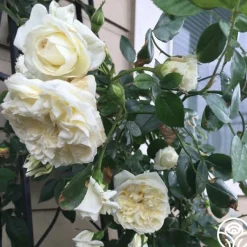 Lamarque>Heirloom Roses