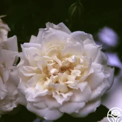 Lamarque>Heirloom Roses