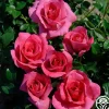 Lancôme®>Heirloom Roses Clearance