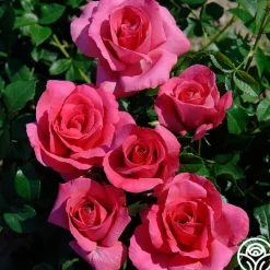 Lancôme®>Heirloom Roses Clearance