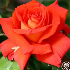 Las Vegas®>Heirloom Roses Online