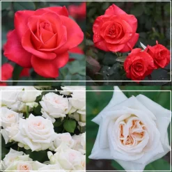Last Chance Roses>Heirloom Roses Discount
