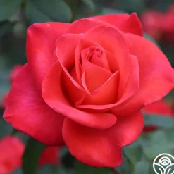 Last Chance Roses><noscript><img width=