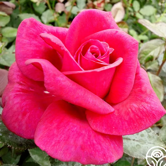 Lasting Love™>Heirloom Roses New