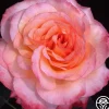 Laura™>Heirloom Roses Online