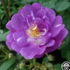 Lauren>Heirloom Roses