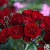Lava Flow>Heirloom Roses