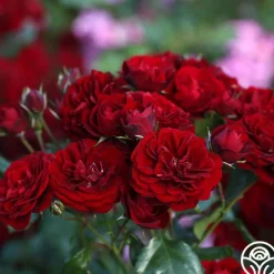 Lava Flow>Heirloom Roses