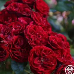 Lava Flow>Heirloom Roses