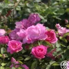 Lavender Floorshow®>Heirloom Roses Discount