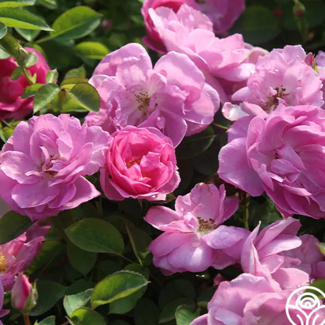 Lavender Floorshow®>Heirloom Roses Discount