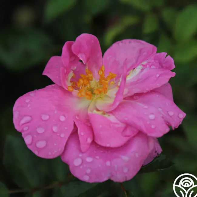 Lavender Floorshow®>Heirloom Roses Discount