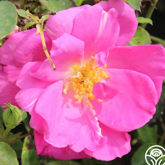 Lavender Floorshow®>Heirloom Roses Discount