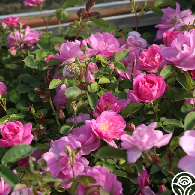 Lavender Floorshow®>Heirloom Roses Discount