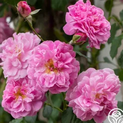 Lavender Lassie>Heirloom Roses