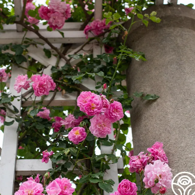 Lavender Lassie>Heirloom Roses