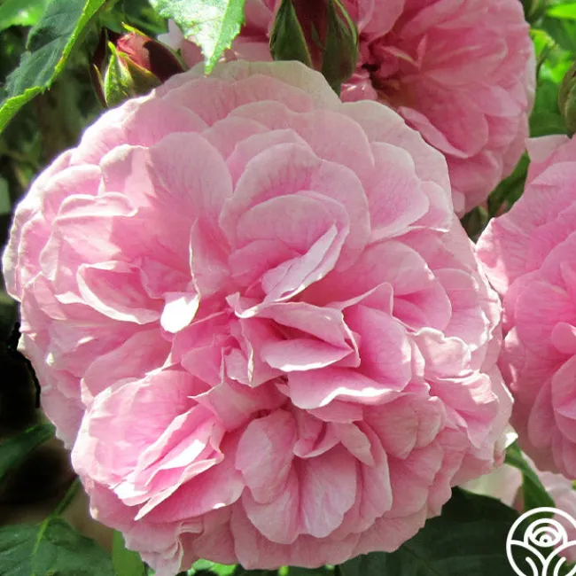 Lavender Lassie>Heirloom Roses