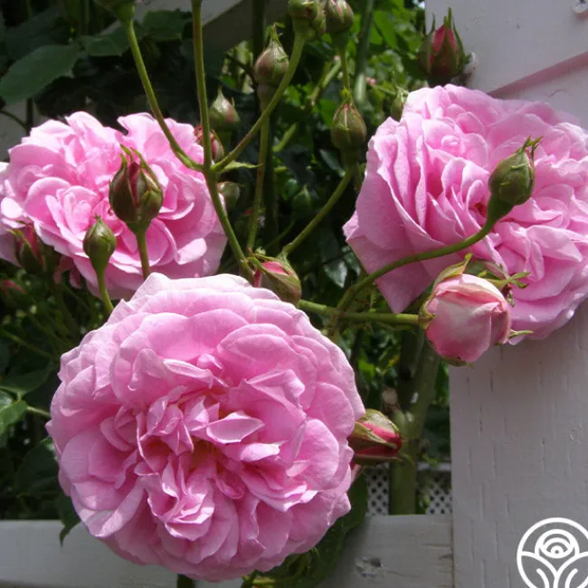 Lavender Lassie>Heirloom Roses